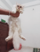 Parsian Cat